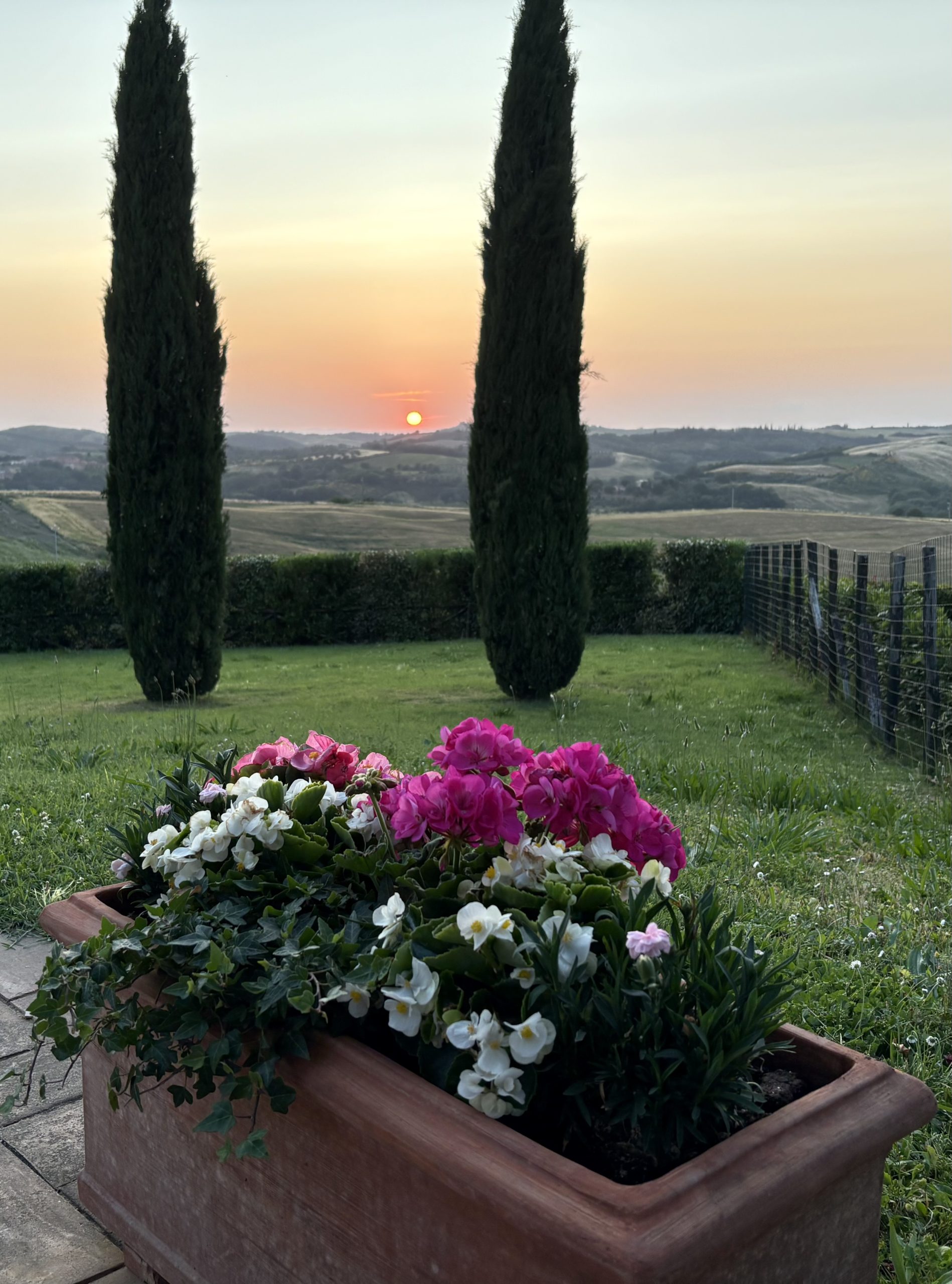 Terrace Flowers