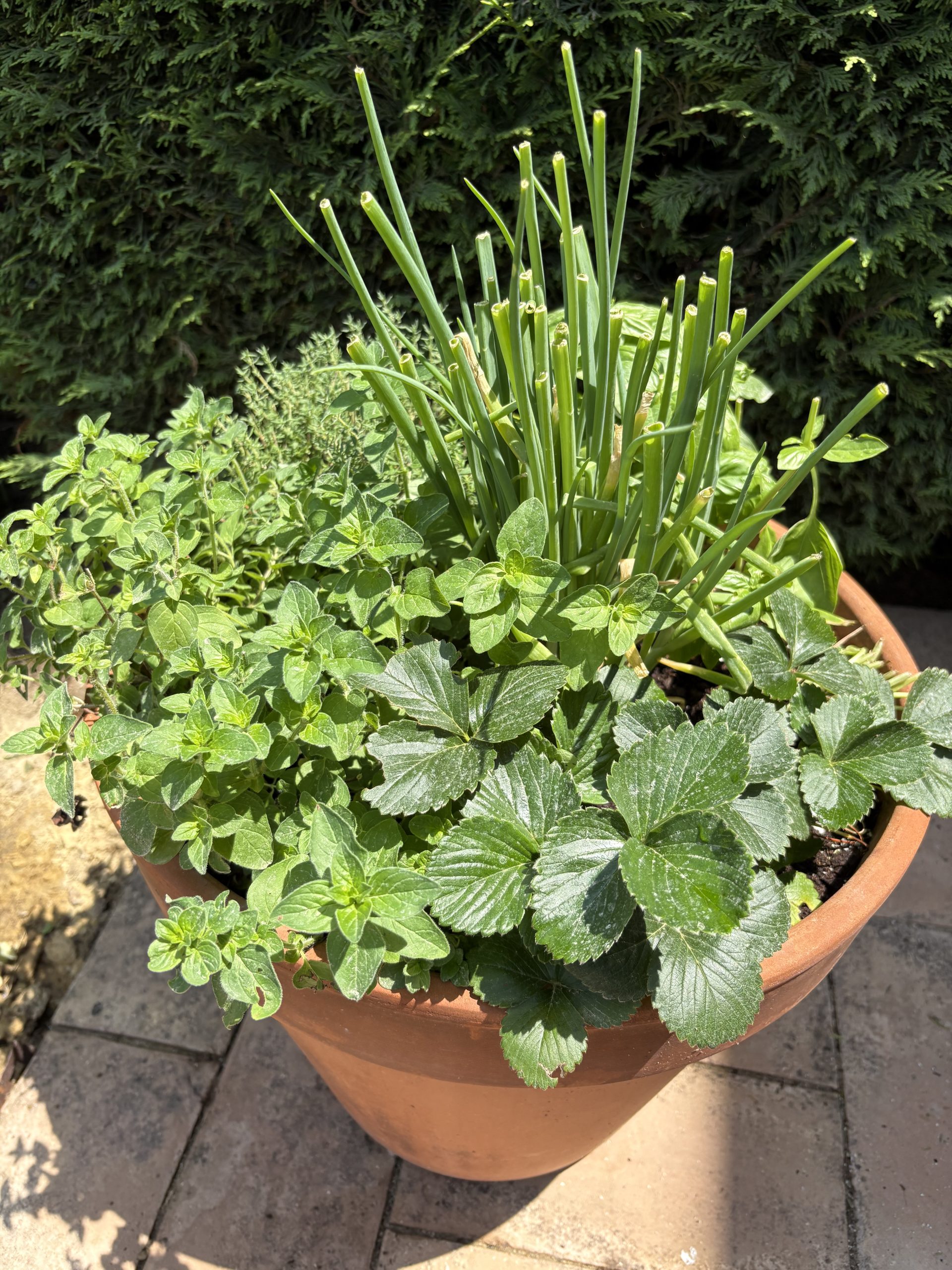 Cook with the fresh herbs growing on the Villa terrace, in season.